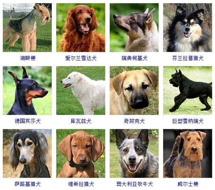 宠物狗的种类(178个宠物狗品种图片大全) - 天华易学