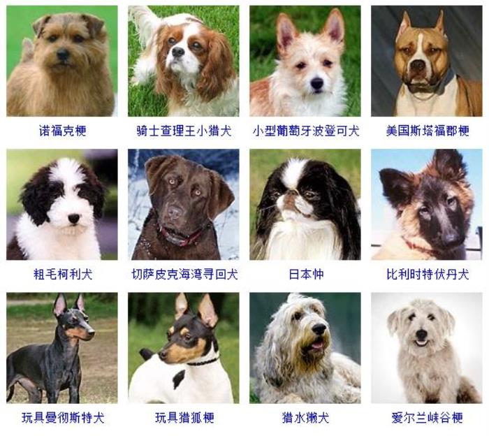 宠物狗的种类(178个宠物狗品种图片大全) - 天华易学