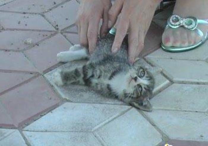 高跟鞋虐猫事件(泼**,高跟鞋戳眼睛) - 天华易学