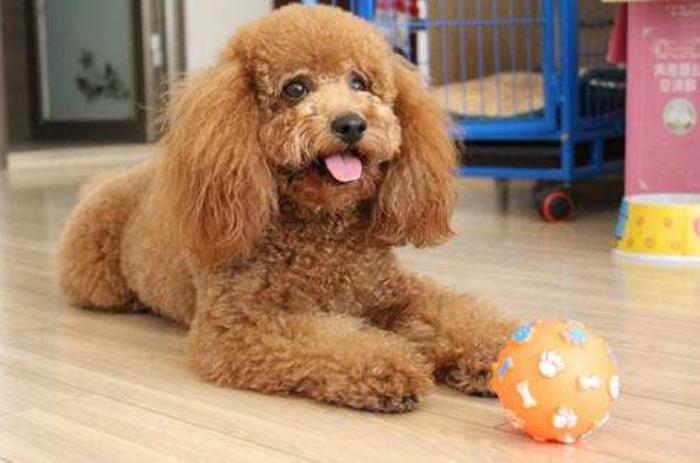 功夫瑜伽诺敏比基尼(瑜伽女神家中练瑜伽) - 天华易学