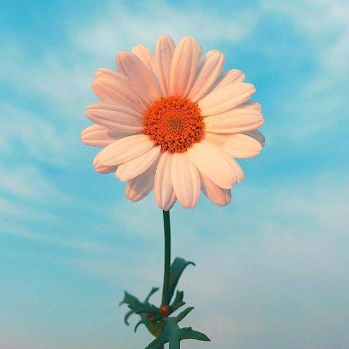 关于微笑的唯美句子(微笑向阳的暖心句子)