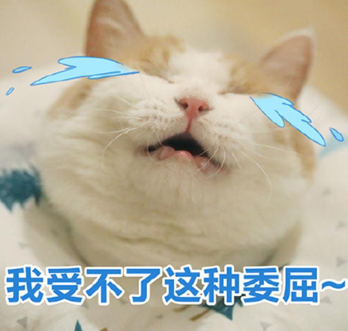 你是不是要凶我了超委屈超想哭图片来自网络,版权归作者使用,特此说明