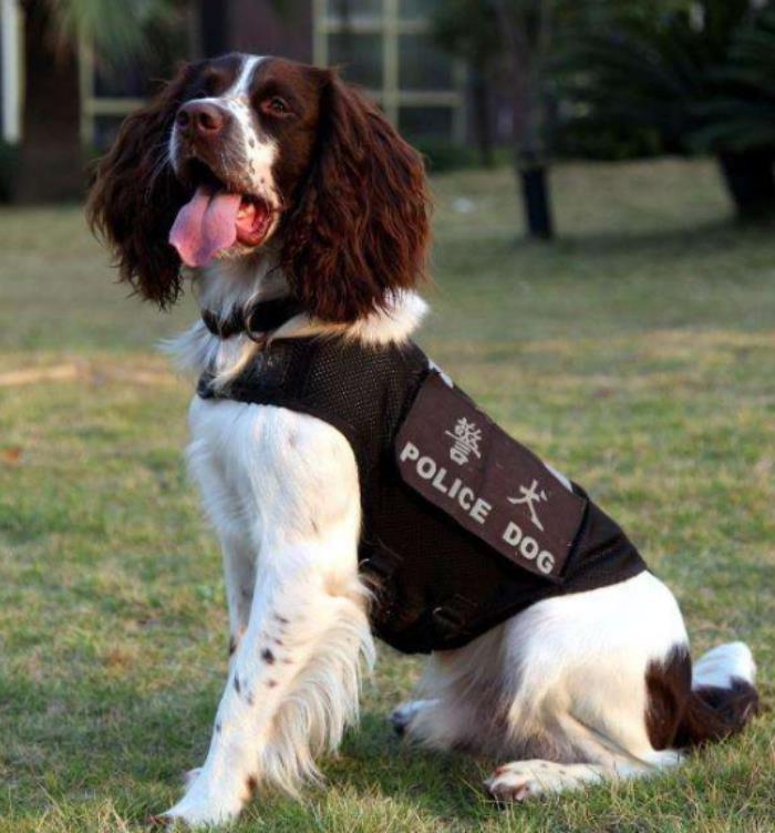 警犬一般是什么品种(世界***的5大警犬) - 天华易学
