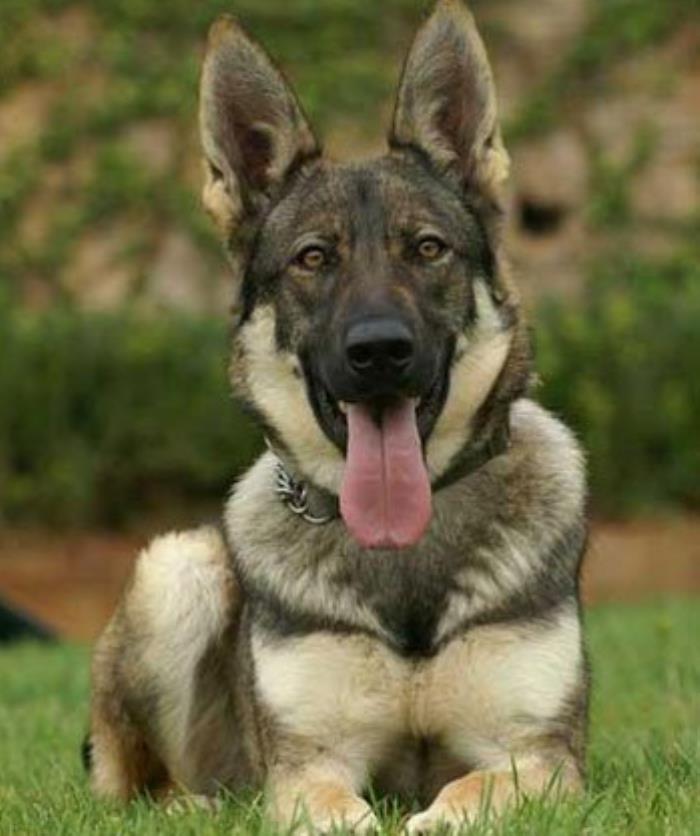 警犬一般是什么品种(世界***的5大警犬) - 天华易学